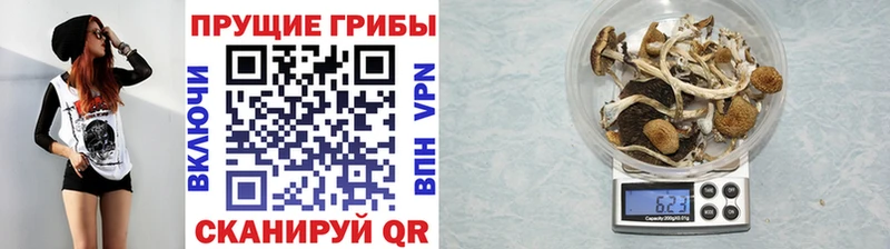 Псилоцибиновые грибы Psilocybe Добрянка